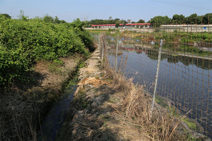 河北“一塘一策”整治農(nóng)村黑臭水體